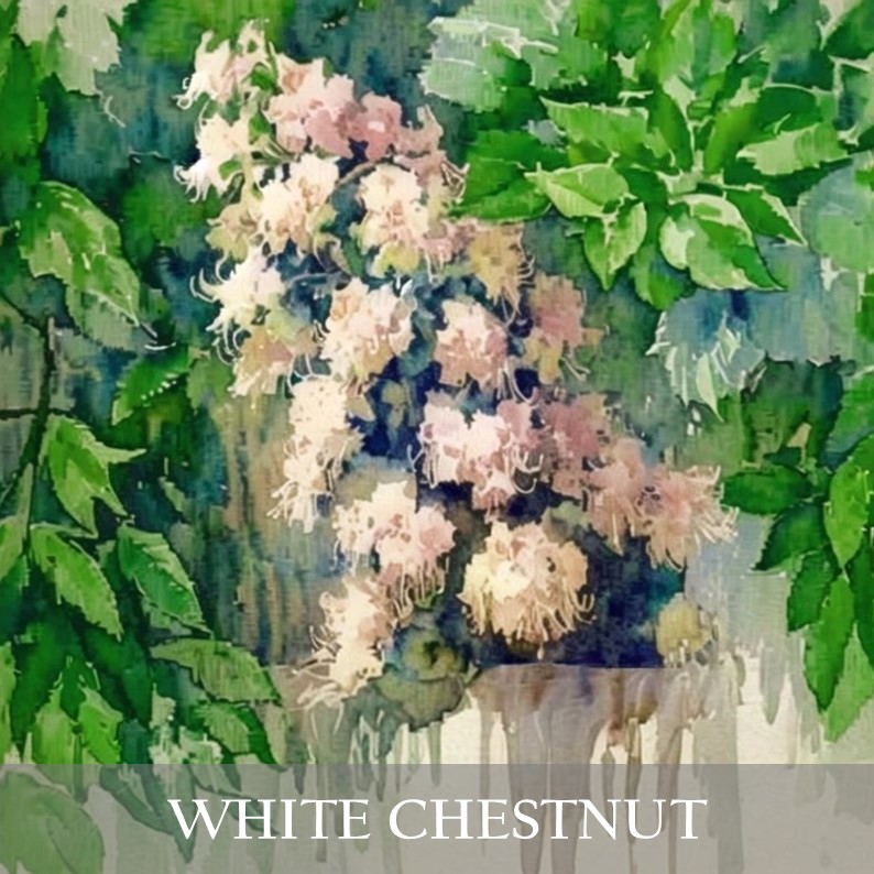 Nº35: WHITE CHESNUT